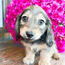 Rosie - Cream female Dachshund puppy in Sylvania, Alabama from Yancey’s Doxies