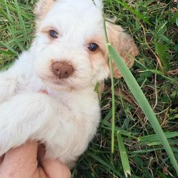 Bluebell with training - Red and white female Cockapoo puppy in Boonville, North Carolina from Doods & Dolls
