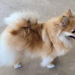 Pomeranian All Grown Up from Pepplers Poms