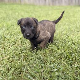 Reaper - Brindle male Belgian Malinois puppy in Belton, Missouri from Regan Wright