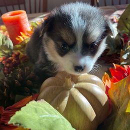 Missy - Green collar - White and black female Pembroke Welsh Corgi puppy in Silt, Colorado from Mesa Acre