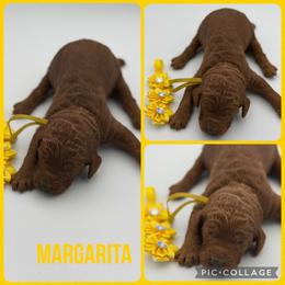 Margarita - Red  female Poodle puppy in Mount Vernon, Illinois from AMC Poodles