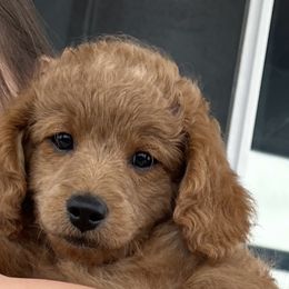 Boy 2 - Goldendoodle puppy in Florida from Posh Puppies