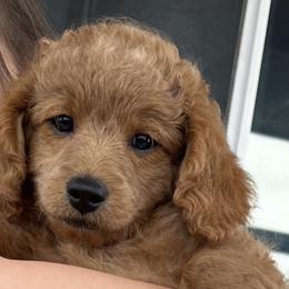 Boy 2 - Goldendoodle puppy in Florida from Posh Puppies