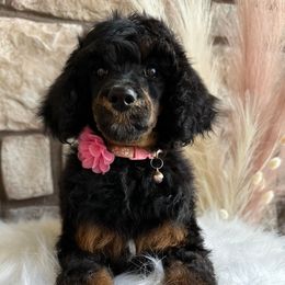 Poodles from Serenity Rose Poodles