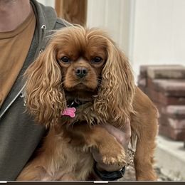 Gemma - Cavalier King Charles Spaniel