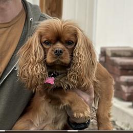Gemma - Cavalier King Charles Spaniel