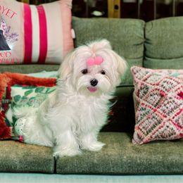Jewel - Maltese