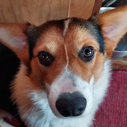 Huggy Boy - Pembroke Welsh Corgi