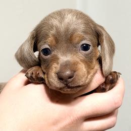 Butterscotch - AKC - Fawn (isabella) and tan female Dachshund puppy in Sterling, Colorado from Country Chics Doxies