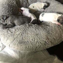 French Bulldog Puppies from French Blu’s