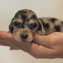 Luca - Dapple male Dachshund puppy in Surprise, Arizona from D&C Royal Dachshunds LLC