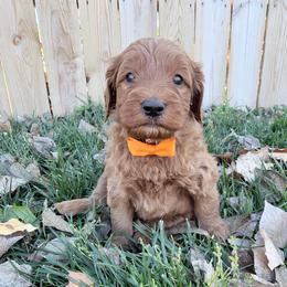 Marvin-Orange - Red  male Goldendoodle puppy in Casper, Wyoming from 307 Doodles