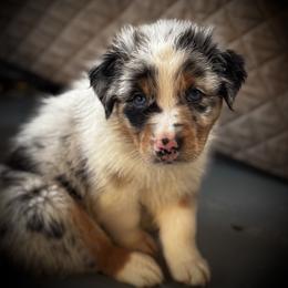 Pumbaa - Blue merle male Australian Shepherd puppy in Blythewood, South Carolina from One Tribe Aussies
