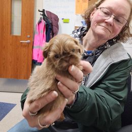 Shih Tzu Puppies from A fuzzy piece of heaven