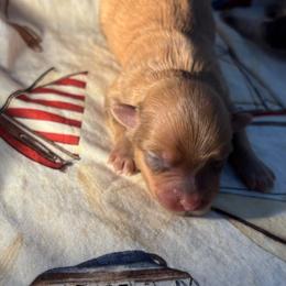 Boy 2 - Red male Havanese puppy in East Lansing, Michigan from VanCort's Happy Havanese