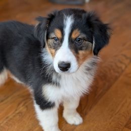 Phoebe - Black tri-color Australian Shepherd puppy in Corydon, Indiana from Eulenberg Farm Australian Shepherds