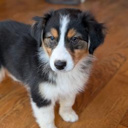 Phoebe - Black tri-color Australian Shepherd puppy in Corydon, Indiana from Eulenberg Farm Australian Shepherds