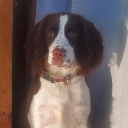 Dolly - English Springer Spaniel