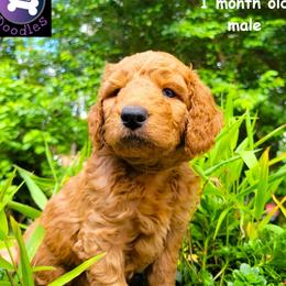 Bandit - Red  male Goldendoodle puppy in Greer, South Carolina from South Paw Doodles