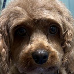 Cavapoos from Beth's Cavapoos