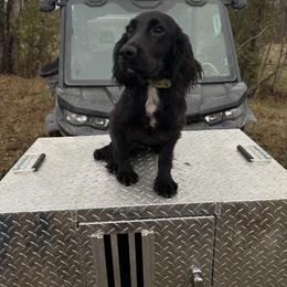 Lover Boy - Black male English Cocker Spaniel puppy in Ohatchee, Alabama from Otter Creek Kennels