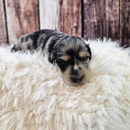 Girl 2 Gracie Dapple - Dapple Dachshund puppy in Malad City, Idaho from Mountain Sage Dachshunds