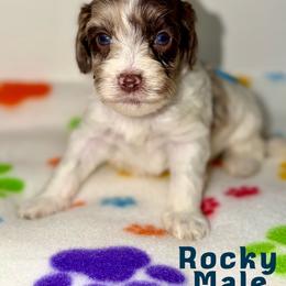 Rocky - Merle male Australian Labradoodle puppy in Beecher, Illinois from Erica’s Doodles