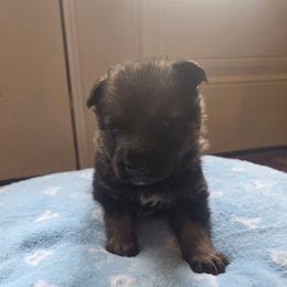 Frederick - Sable male German Shepherd puppy in Cave City, Arkansas from Bayou Valley Shepherds and American Hunt Terriers