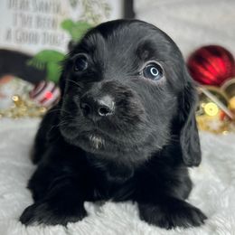 Salem - Black and tan male Dachshund puppy in Payette, Idaho from NT Mini Doxies