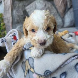 Lex - Yellow and white male Bernedoodle puppy in Blackfoot, Idaho from Draper Mountain Doodles