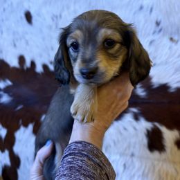Dachshund Puppies from SchmitZ Dachshunds On The  Concho