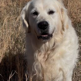 Monte - Golden Retriever