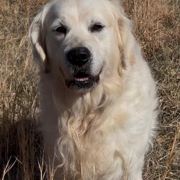 Monte - Golden Retriever