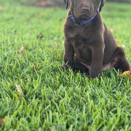 Fancy - Chocolate female Labrador Retriever puppy in Tabor City, North Carolina from Strickland’s Southern Kennels