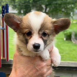 Liberty - Sable female Pembroke Welsh Corgi puppy in Nevada, Iowa from Rogers AKC Corgis of Iowa.