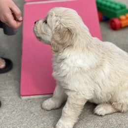Golden Retriever Puppies from LHA Golden Retrievers