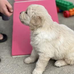 Golden Retriever Puppies from LHA Golden Retrievers