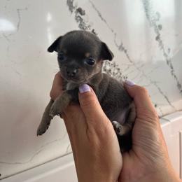 Xena dark blue tan - Blue and white female Chihuahua puppy in Huntington Beach, California from Amore Chihuahuas