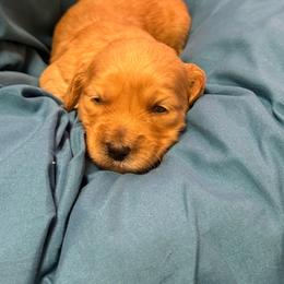 Lime collar - Red  female Goldendoodle puppy in Indianapolis, Indiana from ZuGolden Retrievers & Doodles