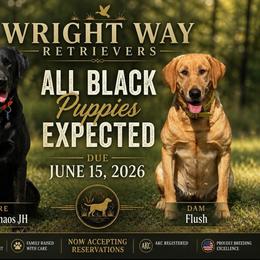 Labrador Retriever puppies from Wright Way Retrievers