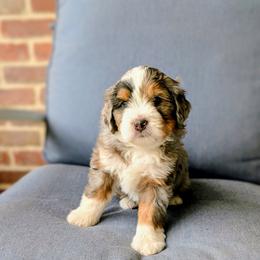 Daffodil - Merle female Bernedoodle puppy in Gilbert, Arizona from San Tan Doodles