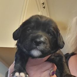 Hazel - Black female Cavapoo puppy in Bourbonnais, Illinois from Maggie's Cavapoo Puppies