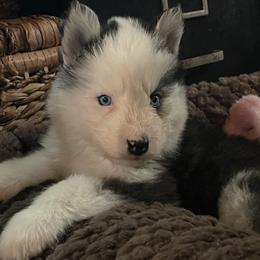 Clarabelle - Black and white female Siberian Husky puppy in Diamond Lake, Washington from Husky Haven WA