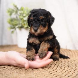 Peanut - Phantom male Bernedoodle puppy in Spokane, Washington from Doodle Love