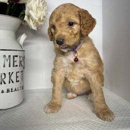 Sheepadoodle Puppies from Smokey Mountain Sheepadoodles