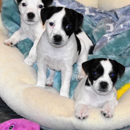 Jack Russell Terrier and Labrador Retriever Puppies from Julsby Labradors and Jack Russell Terriers