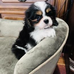 Gabriel - Tri-color male Cavalier King Charles Spaniel puppy in Maynardville, Tennessee from Lockwood Cavaliers