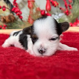 Half Pint Wee Lad - Black tan and white male Biewer Terrier puppy in Malta, Ohio from Half Pint Biewer Terriers