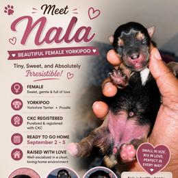 Nala 2500 - Black and tan female Yorkipoo puppy in Gastonia, North Carolina from Dynasty Kennel